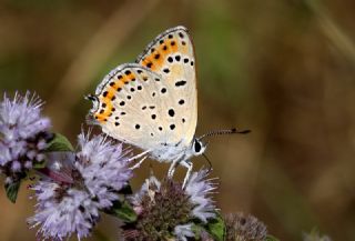 Kk Ate Gzeli (Lycaena thersamon)