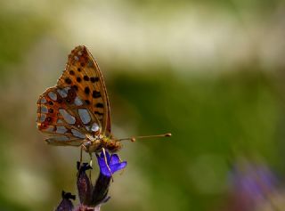 spanyol Kraliesi (Issoria lathonia)