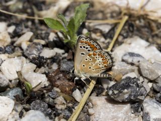 okgzl Esmer (Aricia agestis)