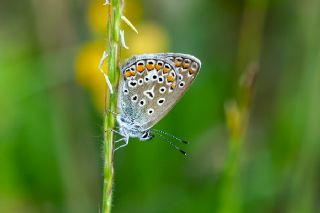 okgzl Mavi (Polyommatus icarus)