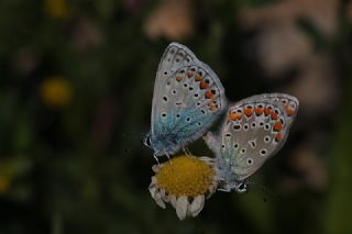 �okg�zl� Mavi&nbsp;(Polyommatus&nbsp;icarus)