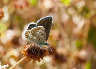 okgzl Orman Esmeri (Aricia artaxerxes)