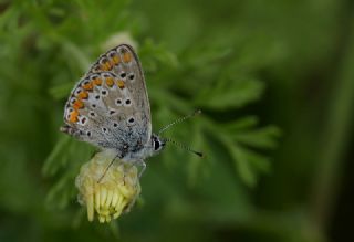 okgzl Mavi (Polyommatus icarus)