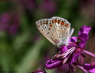 �okg�zl� Mavi&nbsp;(Polyommatus&nbsp;icarus)