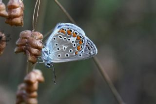 okgzl Mavi (Polyommatus icarus)