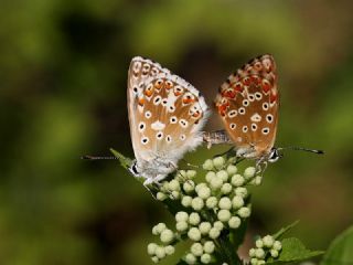 okgzl illimavi (Polyommatus coridon)