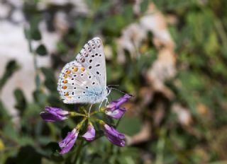 okgzl Gk Mavisi (Polyommatus bellargus)