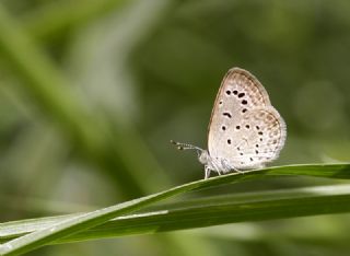 Karsandra&nbsp;(Zizeeria&nbsp;karsandra)