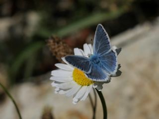 okgzl Turkuvaz Mavisi (Polyommatus dorylas)