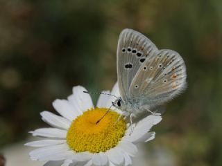 okgzl Turkuvaz Mavisi (Polyommatus dorylas)