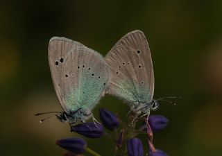 Karag�z Mavisi&nbsp;(Glaucopsyche&nbsp;alexis)
