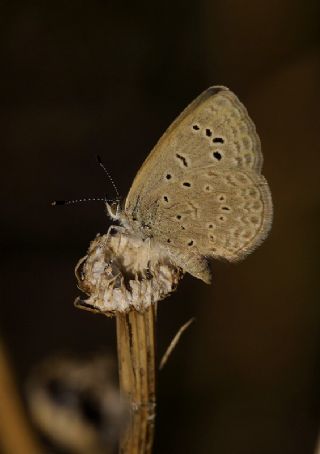 Karsandra (Zizeeria karsandra)