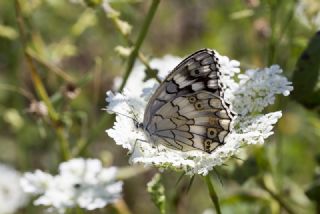 Anadolu Melikesi (Melanargia larissa)