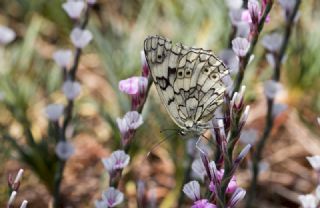 Anadolu Melikesi (Melanargia larissa)