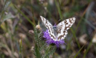 Anadolu Melikesi (Melanargia larissa)