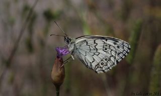 Anadolu Melikesi&nbsp;(Melanargia&nbsp;larissa)