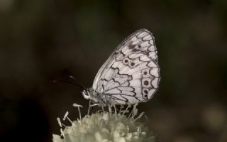 Anadolu Melikesi&nbsp;(Melanargia&nbsp;larissa)