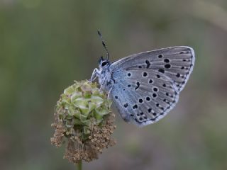 Byk Korubeni (Phengaris arion)