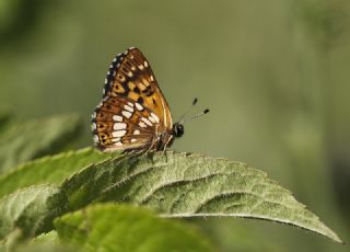 ncili Kelebek (Hamearis lucina)