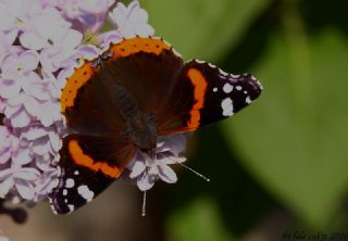 Atalanta (Vanessa atalanta)