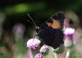 Aglais&nbsp;(Aglais&nbsp;urticae)