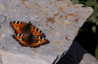 Aglais (Aglais urticae)