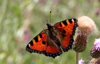 Aglais&nbsp;(Aglais&nbsp;urticae)