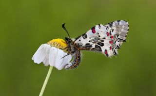 Orman Fistosu (Allancastria  cerisyi)