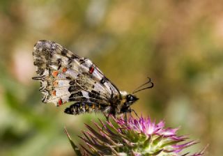 Orman Fistosu&nbsp;(Allancastria &nbsp;cerisyi)