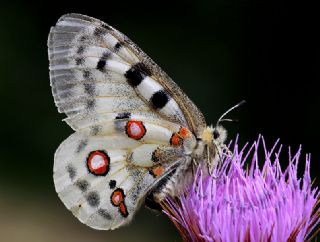 Apollo (Parnassius apollo)