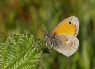 Kk Zpzp Perisi (Coenonympha pamphilus)