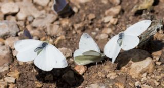 Da Beyazmelei (Pieris ergane)