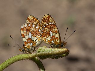 Beyaz nci (Clossiana euphrosyne)