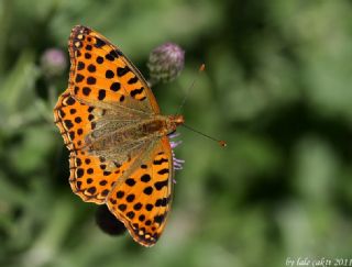 �spanyol Krali�esi&nbsp;(Issoria&nbsp;lathonia)