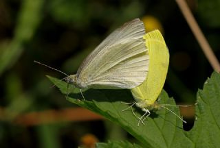K���k Beyazmelek&nbsp;(Pieris&nbsp;rapae)