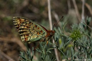 Niyobe (Fabriciana niobe)