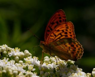 Cengaver (Argynnis paphia)