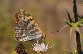 Cengaver (Argynnis paphia)