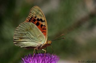 Bahad�r&nbsp;(Argynnis&nbsp;pandora)