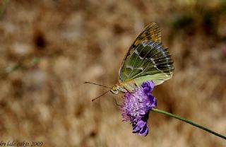 Bahad�r&nbsp;(Argynnis&nbsp;pandora)