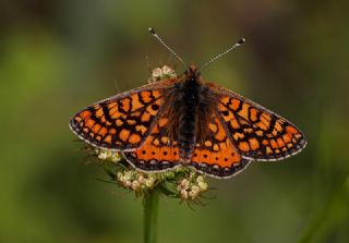 Nazu�um&nbsp;(Euphydryas&nbsp;aurinia)