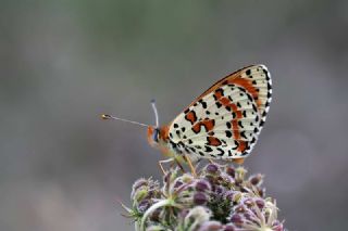 Benekli parhan (Melitaea didyma)