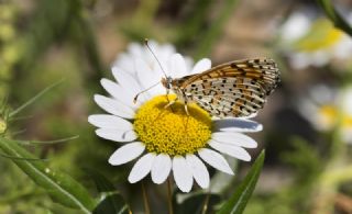 Benekli parhan (Melitaea didyma)