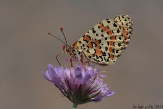 Benekli parhan (Melitaea didyma)