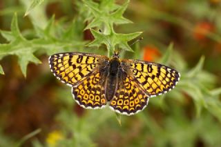 parhan (Melitaea cinxia)