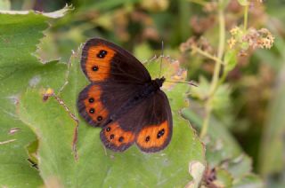 sko Gzelesmeri (Erebia aethiops)