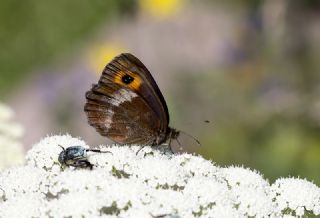 sko Gzelesmeri (Erebia aethiops)