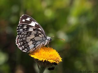 Orman Melikesi (Melanargia galathea)