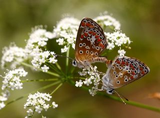 okgzl Esmer (Aricia agestis)