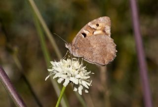 Cad�&nbsp;(Chazara&nbsp;briseis)